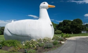 Big duck2